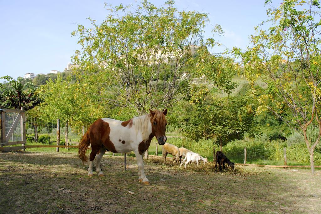 Agriturismo L'Arca Di Anna Brambilla Belvedere Marittimo Bagian luar foto